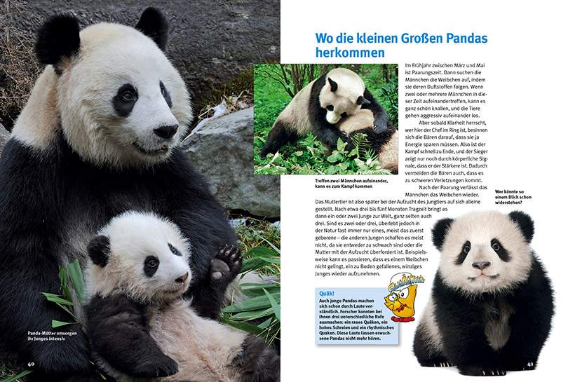 Preview: Entdecke die Pandas
